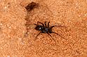 Venonia_micarioides_D7193_Z_85_Kidmans camp_Australie